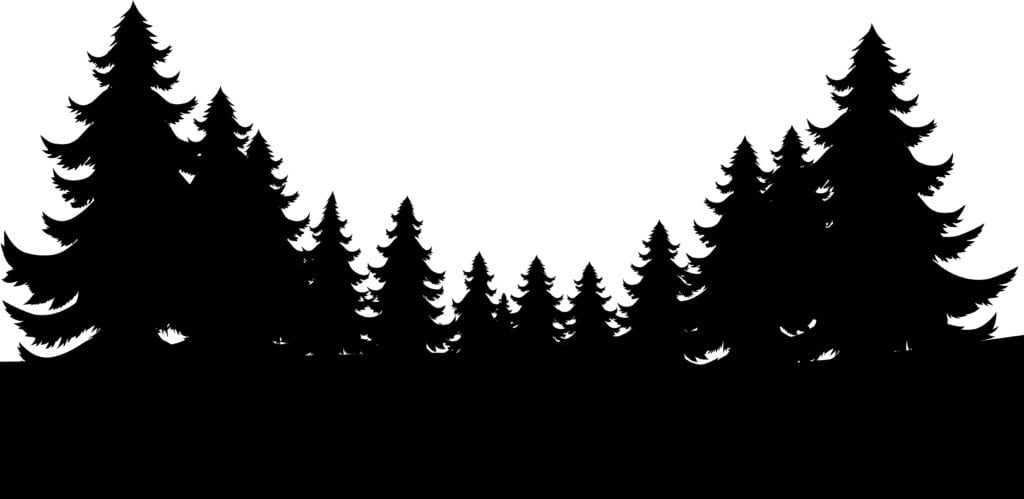 Evergreen trees