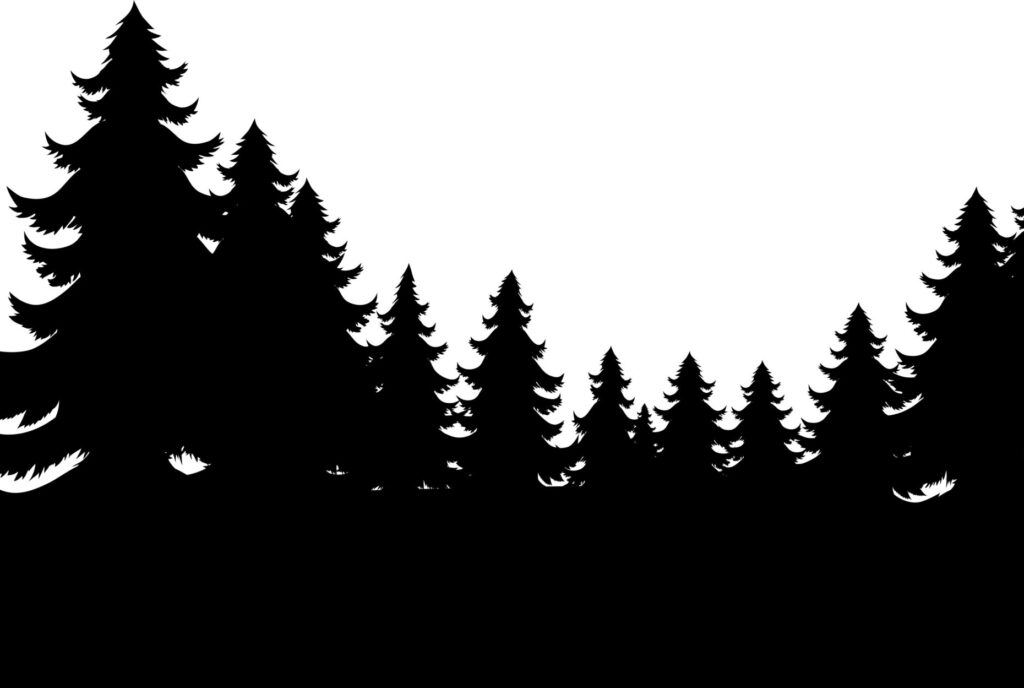 Evergreen trees