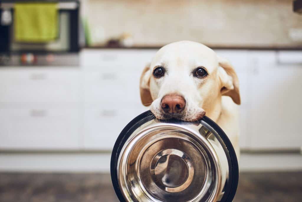 Dog holding food bowl, waiting for food