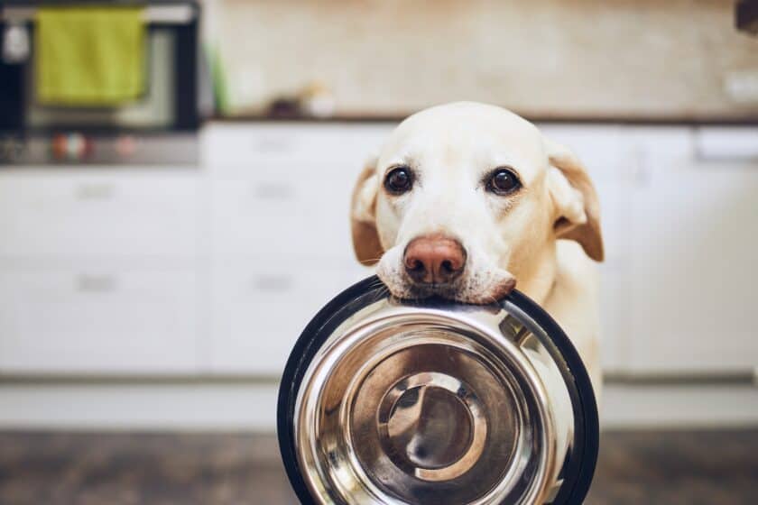 Dog holding food bowl, waiting for food
