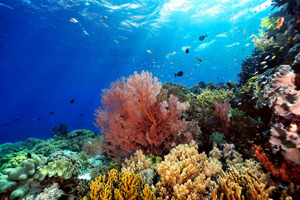 Private Equity Sees the Coral Crisis as an Investment Opportunity - Vimarsana News
