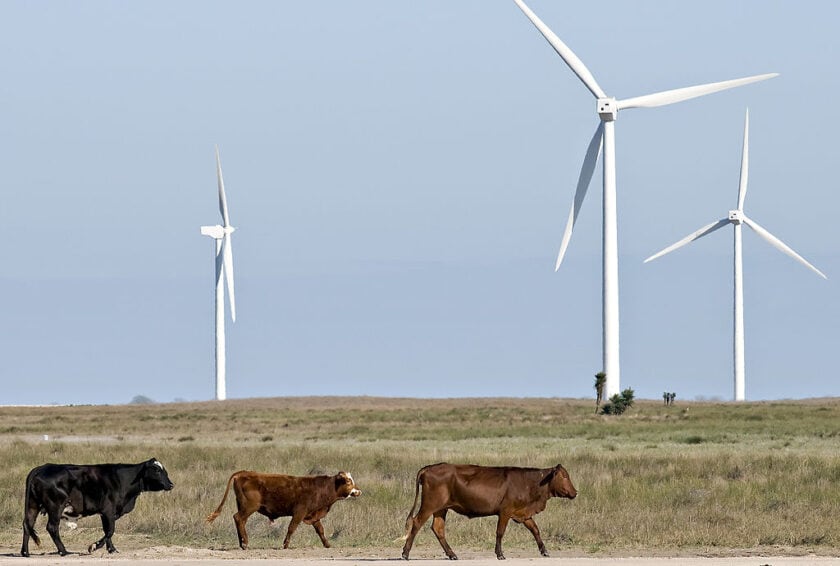 Cattle graze near wind turbines
