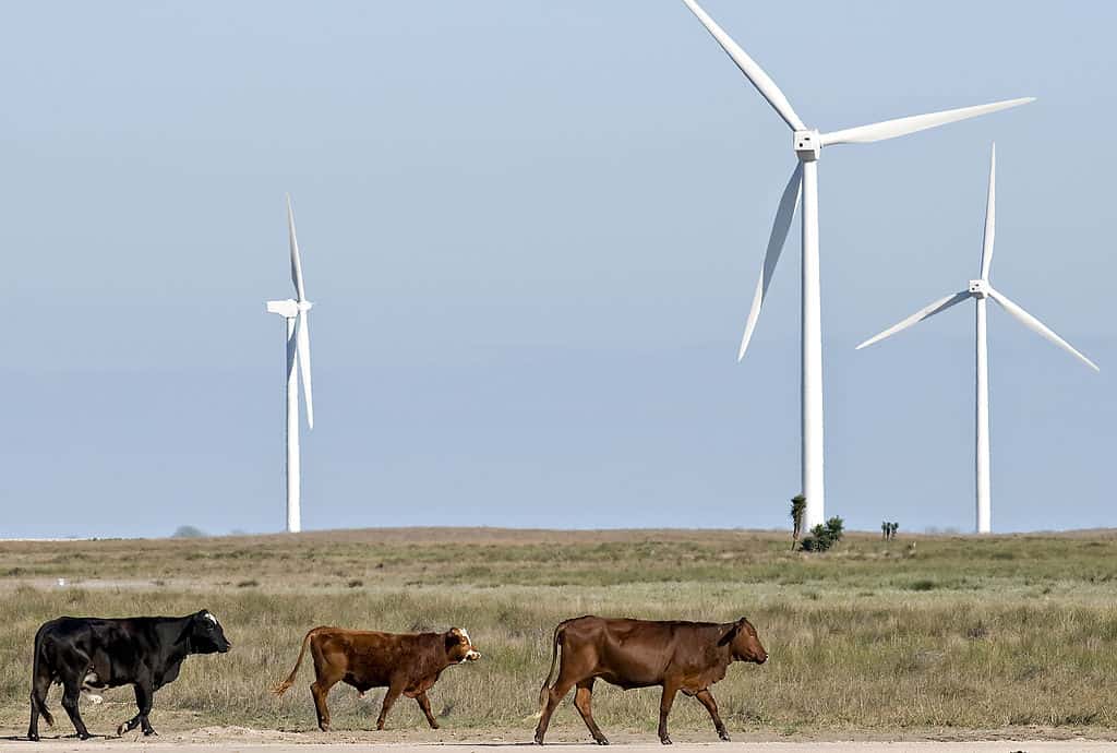 Cattle graze near wind turbines