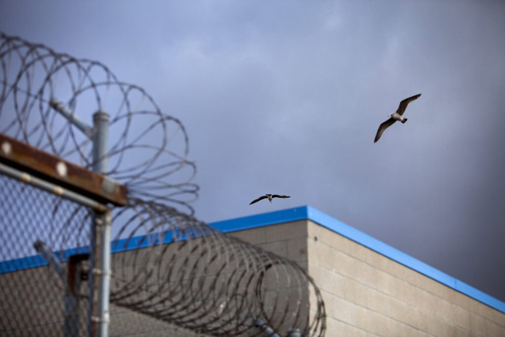 A bird flies over barbed wire on top of fences