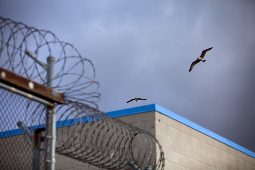 A bird flies over barbed wire on top of fences